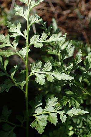 Asplenium cuneifolium \ Serpentin-Streifenfarn / Serpentine Spleenwort, A Kraubath (Mur) 25.7.2021