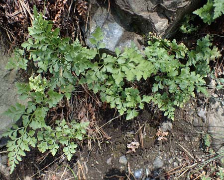 Asplenium cuneifolium \ Serpentin-Streifenfarn / Serpentine Spleenwort, A Kraubath (Mur) 25.7.2021