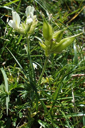 Oxytropis campestris \ Gewhnlicher Alpen-Spitzkiel / Yellow Oxytropis, A Eisenerzer Reichenstein 28.7.2021