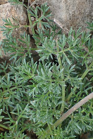 Athamanta cretensis \ Gewhnliche Augenwurz, Alpen-Augenwurz / Candy Carrot, A Eisenerzer Reichenstein 28.7.2021