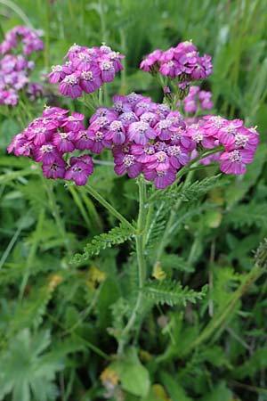 Achillea millefolium subsp. sudetica \ Gebirgs-Wiesen-Schafgarbe, Sudeten-Schafgarbe / Carpathian Yarrow, A Pusterwald, Eiskar 29.7.2021