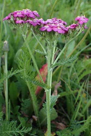 Achillea millefolium subsp. sudetica \ Gebirgs-Wiesen-Schafgarbe, Sudeten-Schafgarbe / Carpathian Yarrow, A Pusterwald, Eiskar 29.7.2021