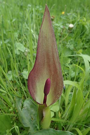 Arum cylindraceum \ Sdstlicher Aronstab / Alpine Arum, Danish Arum, A Perchtoldsdorf 7.5.2022