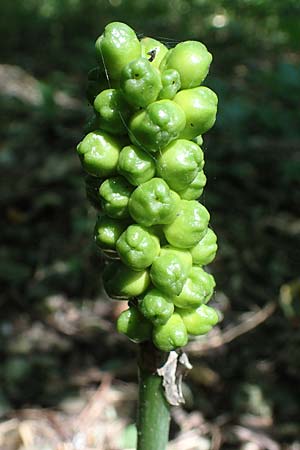 Arum cylindraceum \ Sdstlicher Aronstab / Alpine Arum, Danish Arum, A Traiskirchen 9.7.2023
