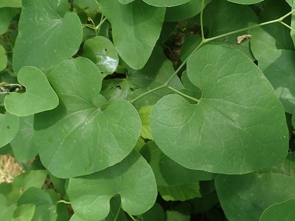 Aristolochia clematitis \ Echte Osterluzei / Birthwort, A Weinviertel,  Goggendorf 10.7.2023