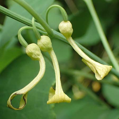 Aristolochia clematitis \ Echte Osterluzei / Birthwort, A Weinviertel,  Goggendorf 10.7.2023