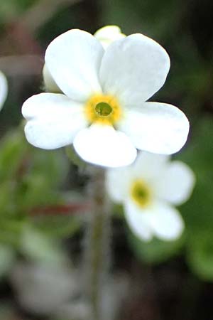 Androsace chamaejasme \ Gewimperter Mannsschild / Bastard Rock Jasmine, A Trenchtling 6.7.2024