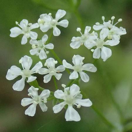 Anthriscus cerefolium var. trichocarpus \ Wilder Garten-Kerbel / Wild Chervil, A Pulkau 9.5.2025