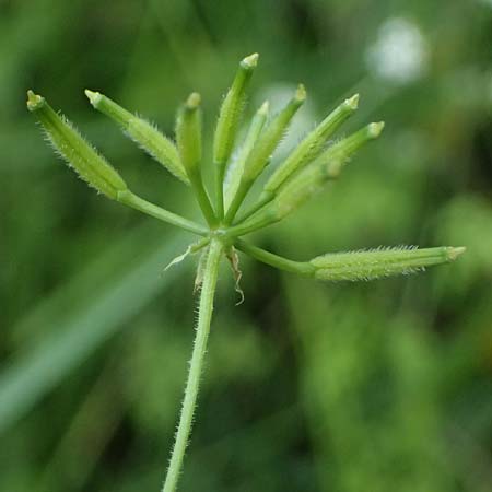 Anthriscus cerefolium var. trichocarpus \ Wilder Garten-Kerbel / Wild Chervil, A Pulkau 9.5.2025