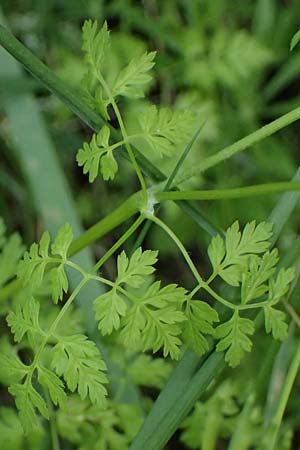 Anthriscus cerefolium var. trichocarpus \ Wilder Garten-Kerbel / Wild Chervil, A Pulkau 9.5.2025