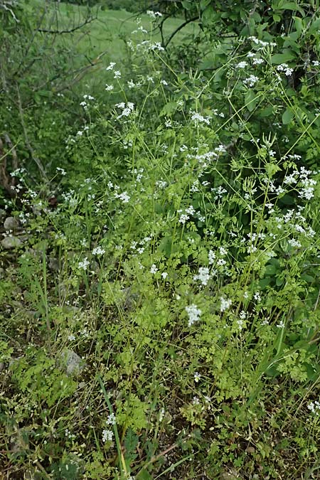 Anthriscus cerefolium var. trichocarpus \ Wilder Garten-Kerbel / Wild Chervil, A Pulkau 9.5.2025