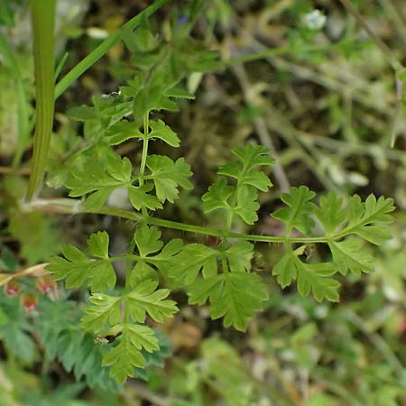 Anthriscus cerefolium var. trichocarpus \ Wilder Garten-Kerbel / Wild Chervil, A Pulkau 9.5.2025