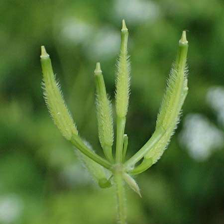 Anthriscus cerefolium var. trichocarpus \ Wilder Garten-Kerbel / Wild Chervil, A Pulkau 9.5.2025