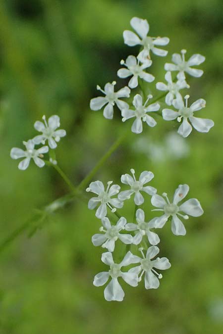 Anthriscus cerefolium var. trichocarpus \ Wilder Garten-Kerbel / Wild Chervil, A Pulkau 9.5.2025