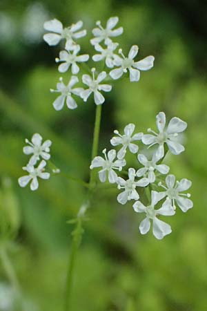 Anthriscus cerefolium var. trichocarpus \ Wilder Garten-Kerbel / Wild Chervil, A Pulkau 9.5.2025