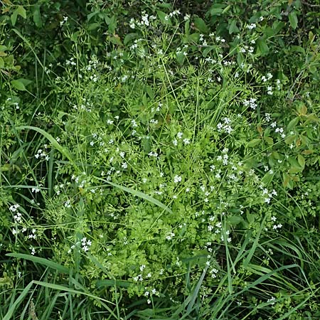 Anthriscus cerefolium var. trichocarpus \ Wilder Garten-Kerbel / Wild Chervil, A Pulkau 9.5.2025
