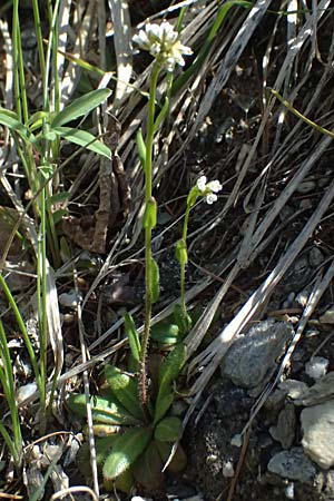 Arabis ciliata \ Doldige Gnsekresse / Rock-Cress, A Felbertauern 14.5.2025