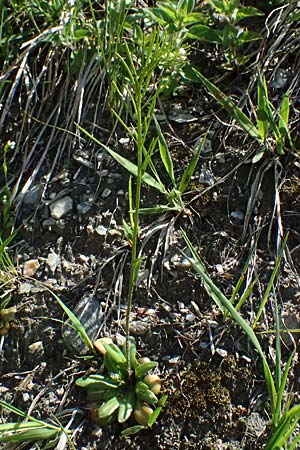 Arabis ciliata \ Doldige Gnsekresse / Rock-Cress, A Felbertauern 14.5.2025