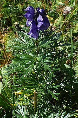 Aconitum tauricum \ Tauern-Eisenhut / Tauern Monk's-Hood, A Gro&szlig;glockner 11.8.2025