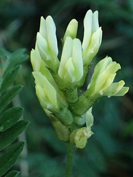 Astragalus cicer \ Kicher-Tragant / Chick-Pea Milk-Vetch, A Hollabrunn 12.8.2025
