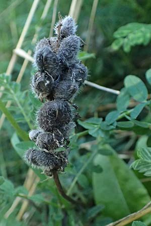 Astragalus cicer \ Kicher-Tragant / Chick-Pea Milk-Vetch, A Hollabrunn 12.8.2025