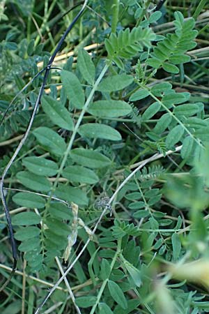 Astragalus cicer \ Kicher-Tragant / Chick-Pea Milk-Vetch, A Hollabrunn 12.8.2025