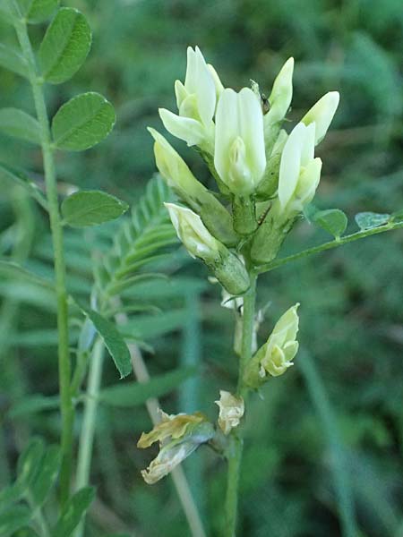 Astragalus cicer \ Kicher-Tragant / Chick-Pea Milk-Vetch, A Hollabrunn 12.8.2025