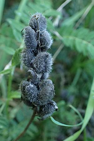 Astragalus cicer \ Kicher-Tragant / Chick-Pea Milk-Vetch, A Hollabrunn 12.8.2025