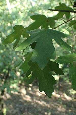 Acer campestre \ Feld-Ahorn / Field Maple, A Bisamberg 12.8.2025