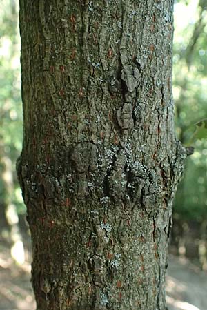 Acer campestre \ Feld-Ahorn / Field Maple, A Bisamberg 12.8.2025