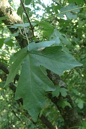 Acer campestre \ Feld-Ahorn / Field Maple, A Bisamberg 12.8.2025