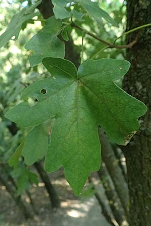 Acer campestre \ Feld-Ahorn / Field Maple, A Bisamberg 12.8.2025