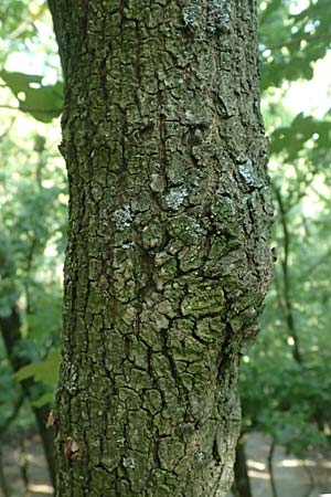 Acer campestre \ Feld-Ahorn / Field Maple, A Bisamberg 12.8.2025