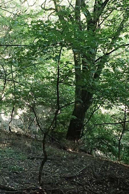 Acer campestre \ Feld-Ahorn / Field Maple, A Bisamberg 12.8.2025