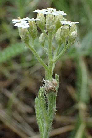 Achillea collina \ H�gel-Schafgarbe / Mountain Yarrow, A Bisamberg 13.6.2026