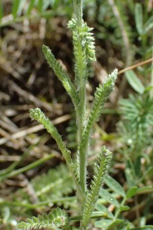 Achillea collina \ H�gel-Schafgarbe / Mountain Yarrow, A Bisamberg 13.6.2026