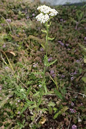 Achillea collina \ H�gel-Schafgarbe / Mountain Yarrow, A Graz 16.6.2026