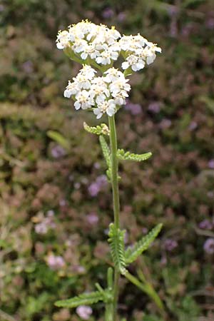 Achillea collina \ H�gel-Schafgarbe / Mountain Yarrow, A Graz 16.6.2026