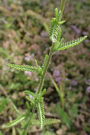 Achillea collina \ H�gel-Schafgarbe / Mountain Yarrow, A Graz 16.6.2026
