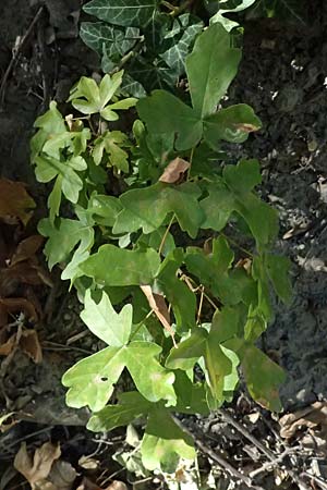 Acer campestre \ Feld-Ahorn / Field Maple, A Bisamberg 15.8.2026