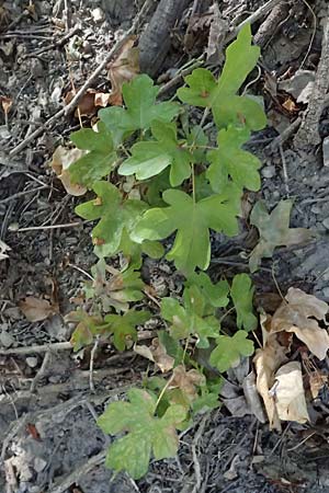 Acer campestre \ Feld-Ahorn / Field Maple, A Bisamberg 15.8.2026