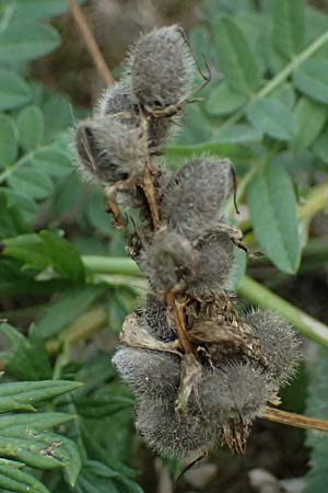 Astragalus cicer \ Kicher-Tragant / Chick-Pea Milk-Vetch, A Seewinkel, Andau 16.8.2026
