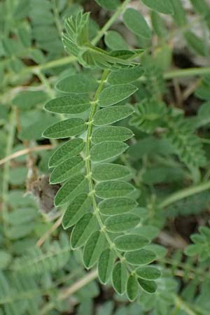 Astragalus cicer \ Kicher-Tragant / Chick-Pea Milk-Vetch, A Seewinkel, Andau 16.8.2026
