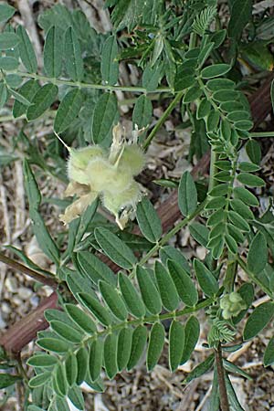 Astragalus cicer \ Kicher-Tragant / Chick-Pea Milk-Vetch, A Seewinkel, Andau 16.8.2026