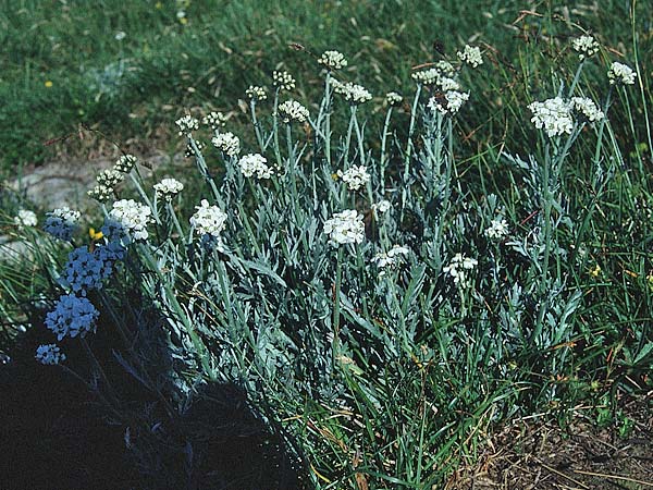 Achillea clavennae \ Bittere Schafgarbe, Weier Speik / Silvery Milfoil, A St. Wolfgang 9.7.1995