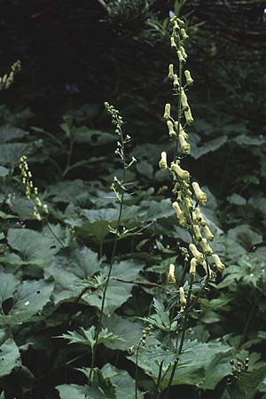 Aconitum lycoctonum subsp. vulparia \ Gelber Eisenhut, Wolfs-Eisenhut / Yellow Wolfsbane, A Hinterhornbach 16.7.1987