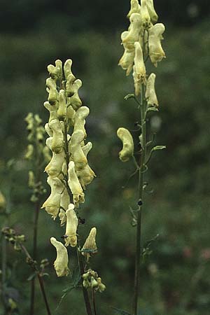 Aconitum lycoctonum subsp. vulparia, Gelber Eisenhut, Wolfs-Eisenhut Aconitum lycoctonum subsp. vulparia, Gelber Eisenhut, Wolfs-Eisenhut