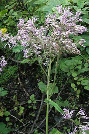 Adenostyles alpina \ Kahler Alpendost / Alpine Plantain, Hedge Garlic, A Turrach 22.7.2007