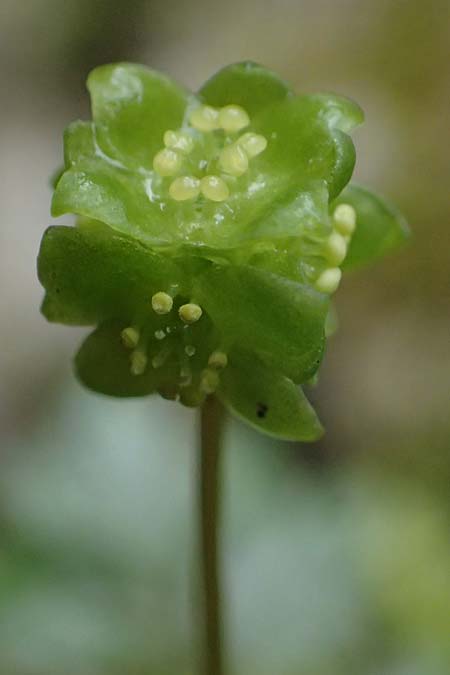 Adoxa moschatellina \ Moschuskraut / Moschatel, Town-Hall Clock, A Türnitz 6.5.2022