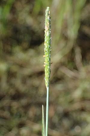 Alopecurus aequalis \ Gelbroter Fuchsschwanz / Orange Foxtail, A Schrems 14.8.2026